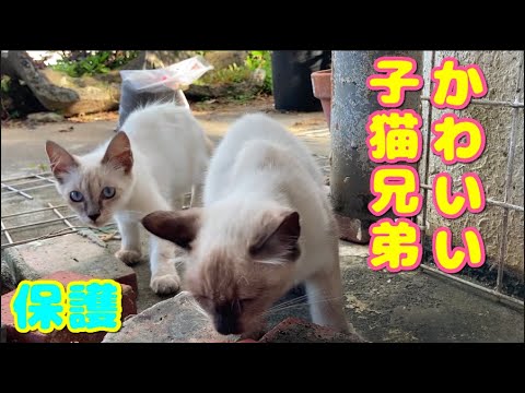 かわいいシャム兄弟を保護しました　#子猫　#保護猫 　＃猫