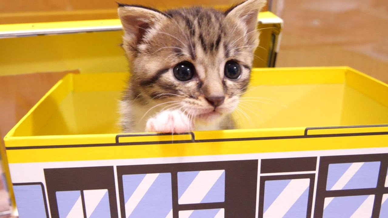 あたしのバスよ！？子猫のバスを乗っ取る子猫？【赤ちゃん猫　保護猫】