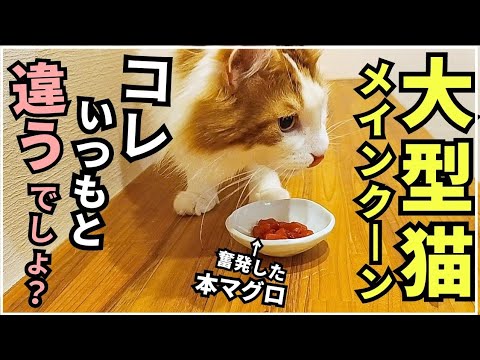 味の違いが分かる猫【本マグロ編】│メインクーンの日常