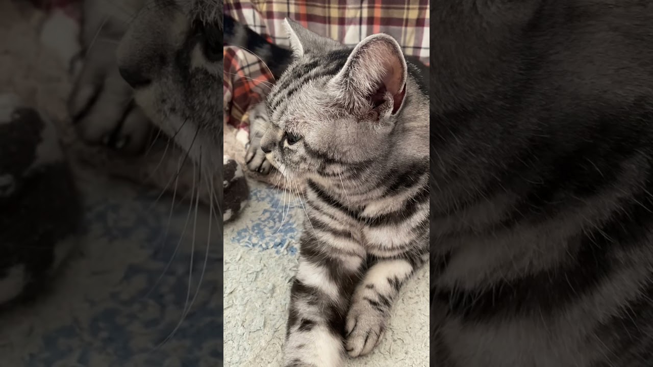 猫がスフィンクスみたいな姿勢をしている時は数分後に寝ます。 #Shorts