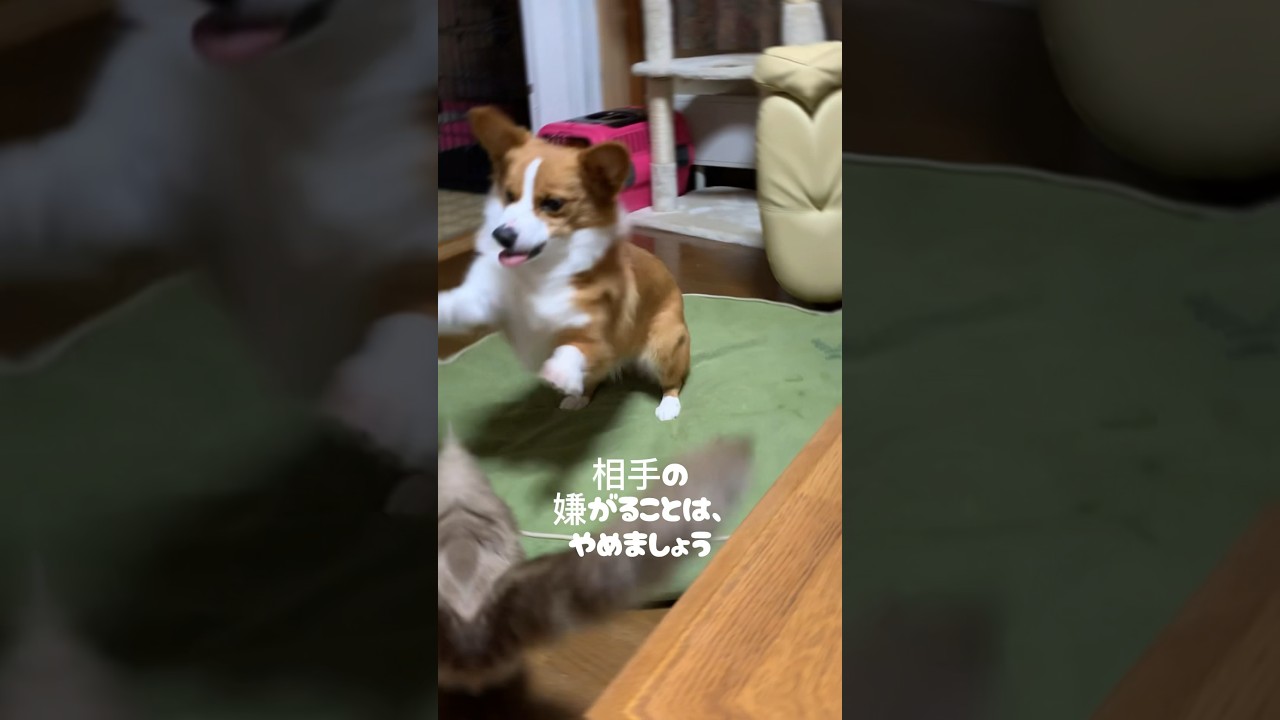 犬vs猫！女の戦い！#ラグドール #コーギー #喧嘩#猫パンチ#shorts