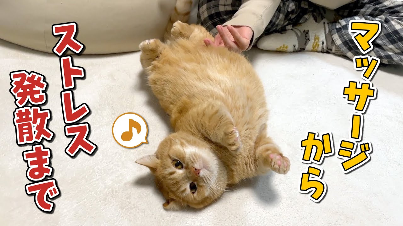 愛猫のことを熟知したママによるスペシャルコースを満喫する猫！