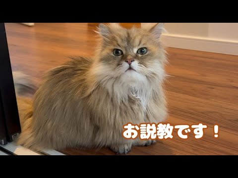 病院に連れて行った猫から夜中に説教されました、、