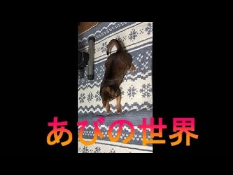 ネコ動画あび＃3338　あびの毎日　アビシニアン　あび