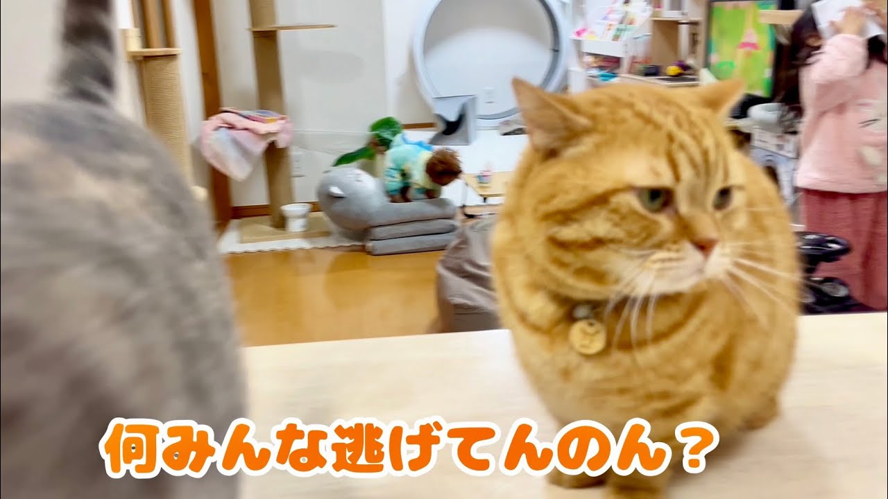 『茶々〜！うしろうしろ！』 #猫 #マンチカン