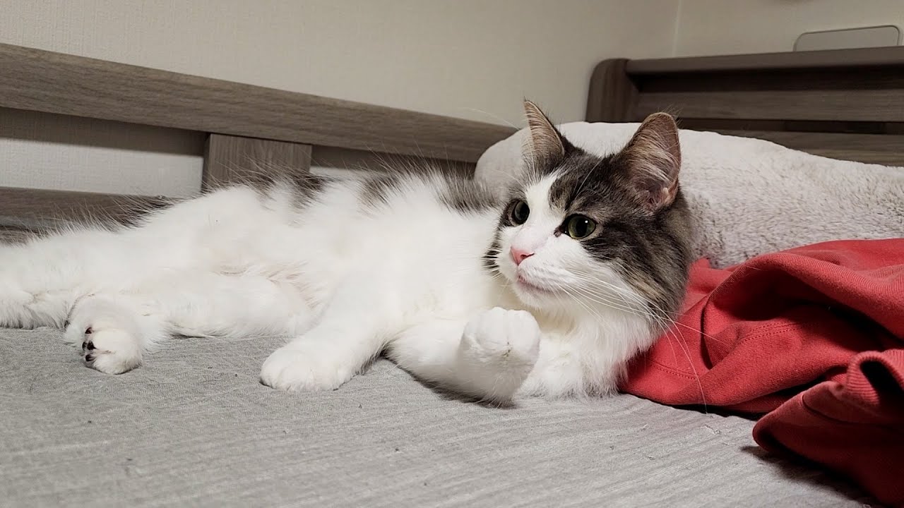 家の中でお気に入りの場所を見つけるのが得意な猫【ノルウェージャン２歳】