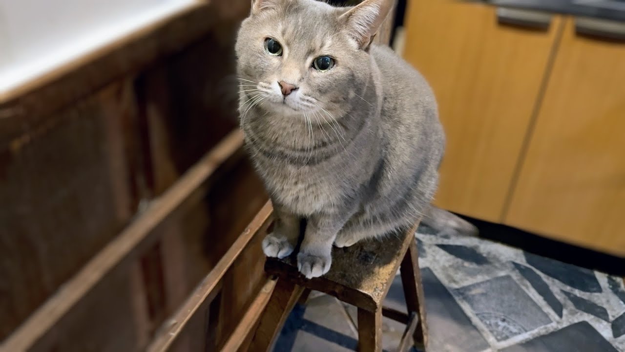 トイレを巡り..　踏み台に乗って..　外に出てみたものの雨降りで..　おばあちゃんに諭されちゅ～るごはんを舐めて..　また踏み台に乗る猫…【さっちゃんとおばあちゃんの散歩・525日目】①・・・