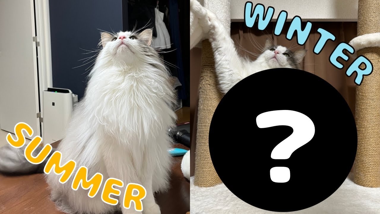 長毛猫の夏と冬の違いをご覧ください【メインクーン】