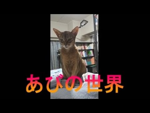 ネコ動画あび＃3357　あびの毎日　アビシニアン　あび