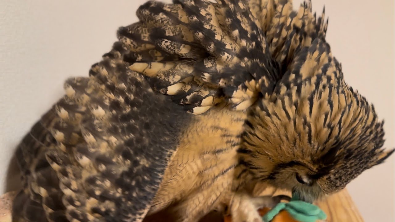 #886 人参を抱え込むフクロウ Owl holding a carrot 【ベンガルワシミミズク】