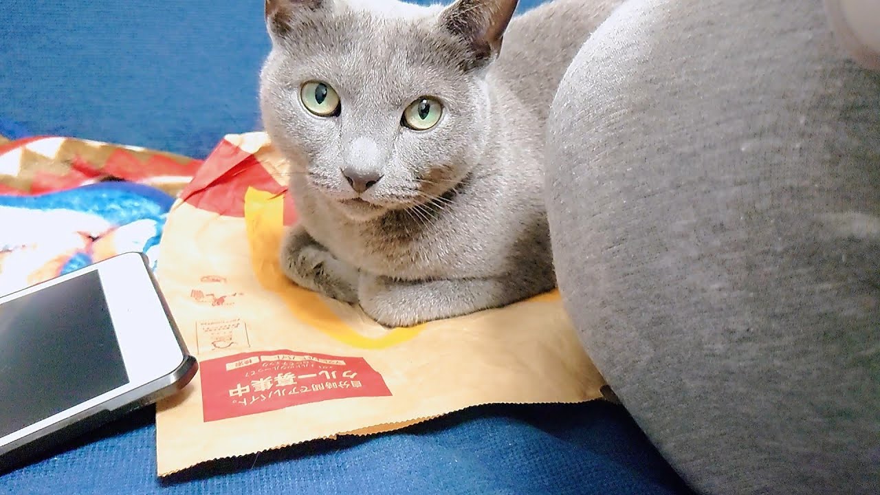 【猫動画】動いて欲しくないロシアンブルー【Russian blue】Russian blue that I don't want to move