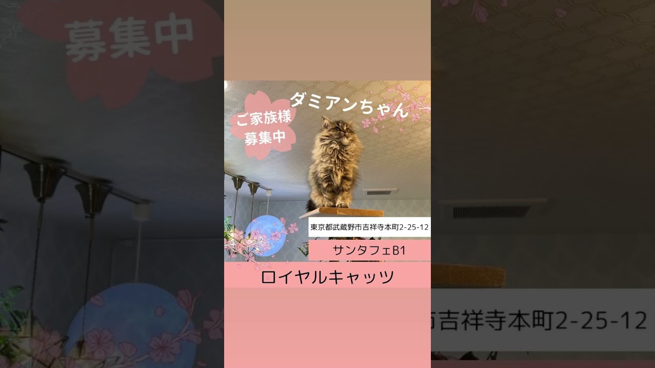 吉祥寺のサイベリアン専門ショップのロイヤルキャッツ😻サイベリアンのダミアンちゃんのご家族募集中です💖明日3/26火曜は臨時休業となります。#サイベリアン #子猫 #ペットショップ #猫