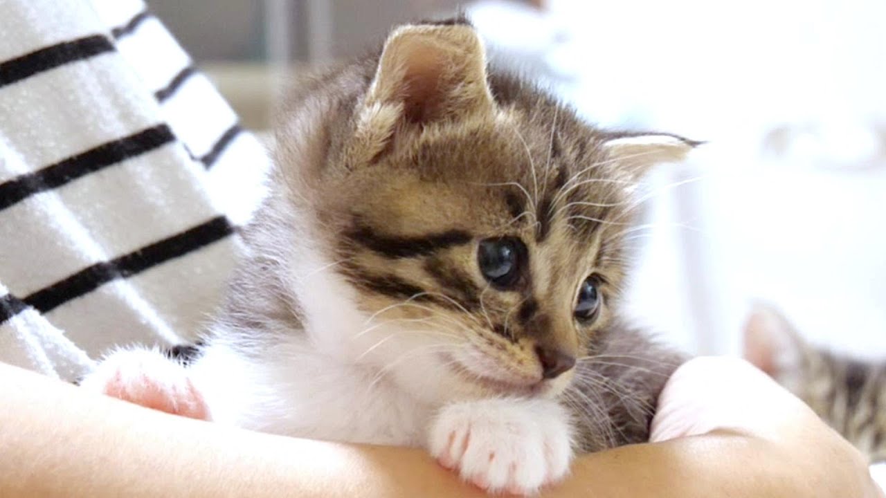 一緒に遊ぼうよと子猫を誘いに来る子猫たち【赤ちゃん猫　保護猫】
