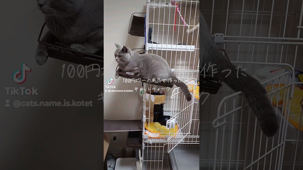 シャルトリューは結構大きく成長する(Chartreux grows quite large.)