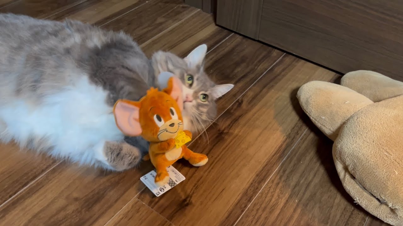 娘と行う宝探しゲームを邪魔する猫　ラガマフィン　Cat interfering with playing with big sister