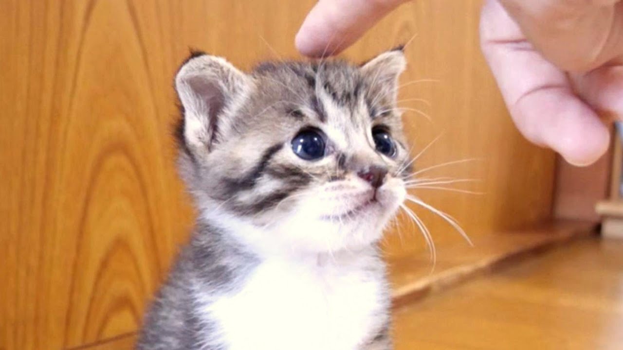 姉子猫達に遠慮がちな末っ子はおじさんの膝上を独占できて嬉しそう【赤ちゃん猫　保護猫】