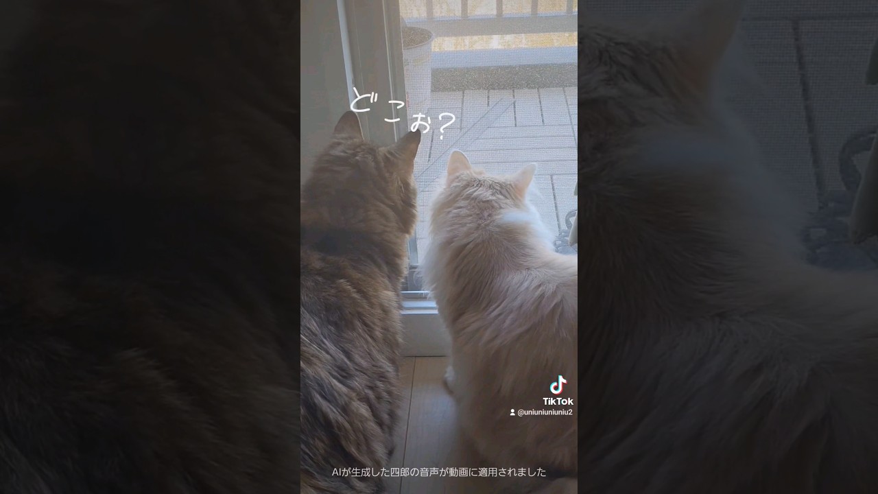仲良しニャルソック✨ #猫のいる暮らし #shorts #ラガマフィン