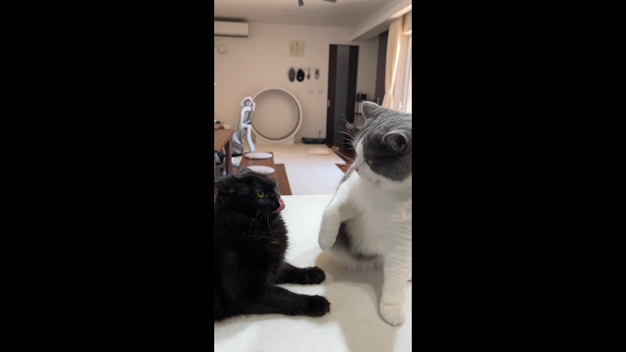 姉猫に説教されてヘコむふりする黒猫＃Shorts