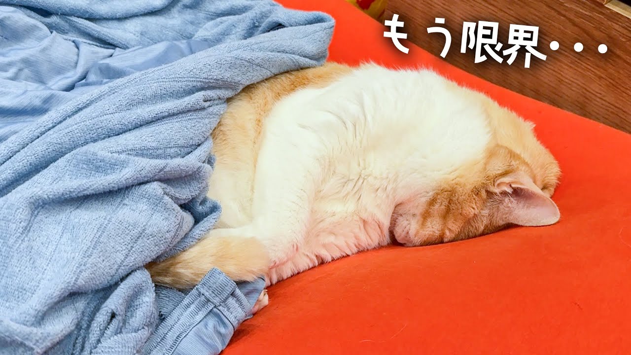 いろいろともう限界になってしまった猫
