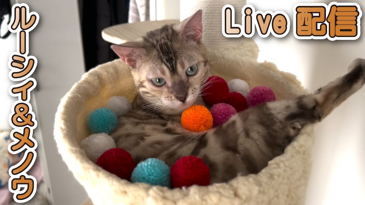 スノーベンガルのルーシィ&トイプードルのメノウ Live配信