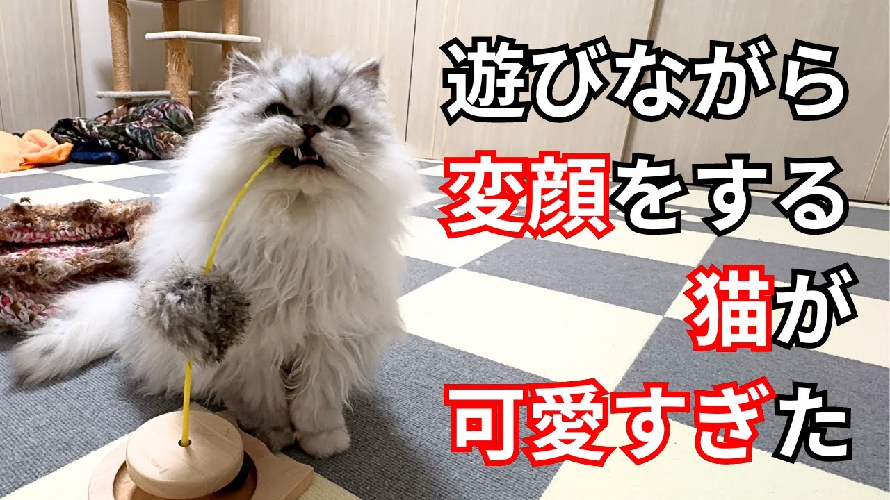 【ペルシャ猫】遊びながら変顔をする猫が可愛すぎた