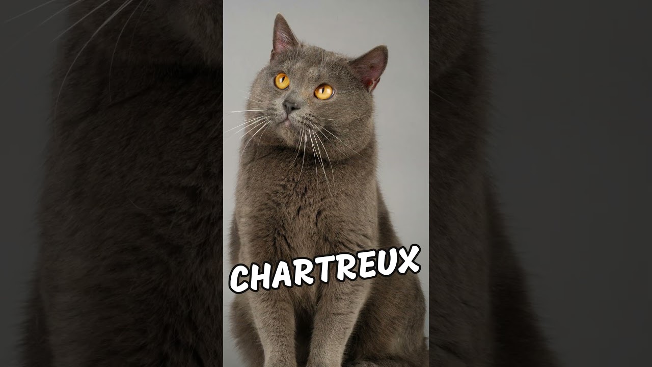 Most Laid-Back Cat Breeds In The World #shorts