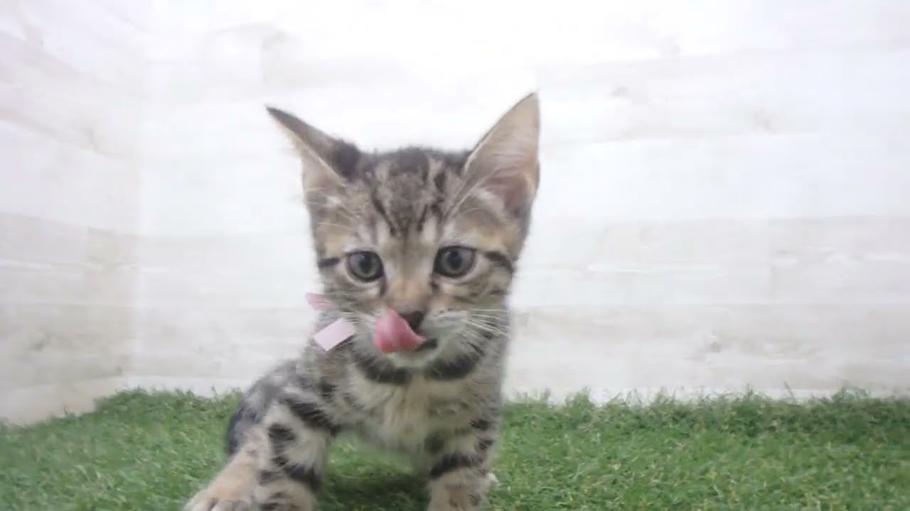 Coo&RIKU　No00670342 オシキャット