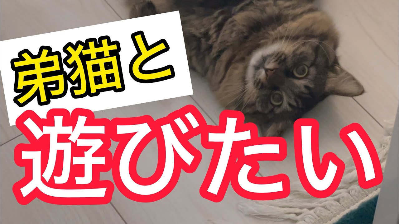 おこりんぼねこが猛アピール！？弟猫と遊びたい顔が可愛すぎる！！w