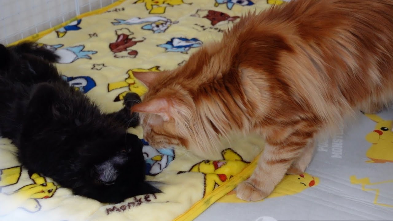 寝ている間に「家宅捜査」された子猫（笑）愛猫たちのドキドキの共同生活・7日目