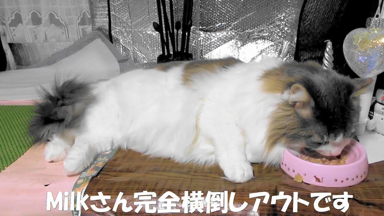 目指せモモ20歳～無精で横着なM😽横になって食べる猫😨～