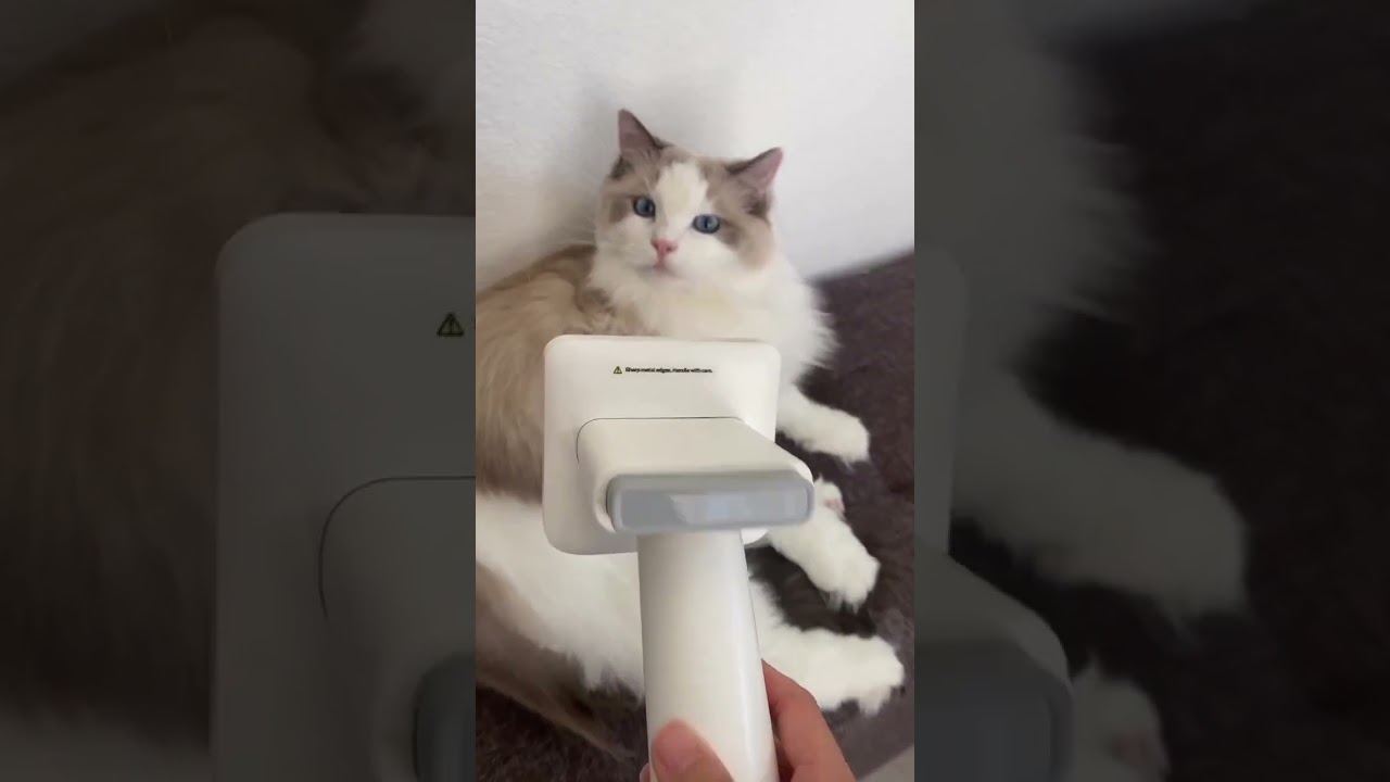Purrfect Solution for Shedding Season 🐶😺✨ #petgrooming #catlovers #catvideos #furries #homerunpet