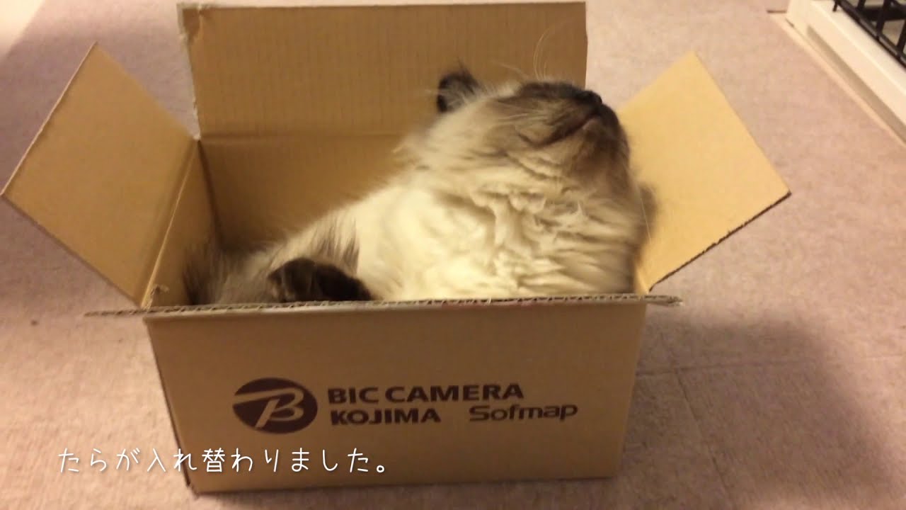 2匹のダンボールの使い方 ヒマラヤン&ブリショー