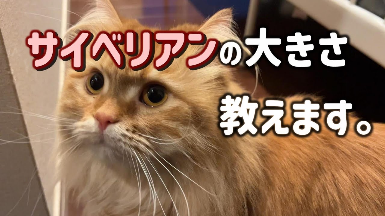 まるでライオン！大型猫サイベリアンはどのくらい大きくなるのでしょうか？