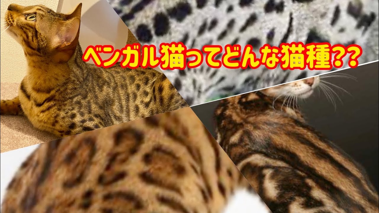 【ベンガル猫】ベンガル猫ってどんな猫種？？改めてご紹介✨