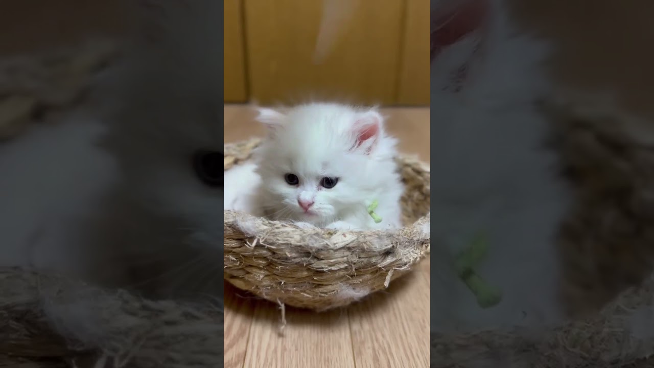 サイベリアン 両親外産✨世界王者血統👑姉は女優🐱（毛色：ホワイトソリッド）