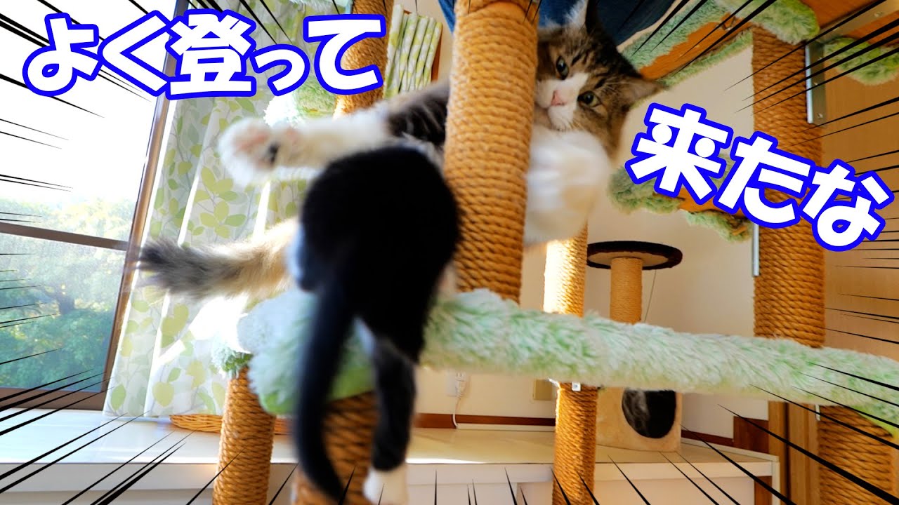 朝から元気過ぎる子猫達とそんな子猫をペチペチして遊ぶボス猫パパ🐈🐈