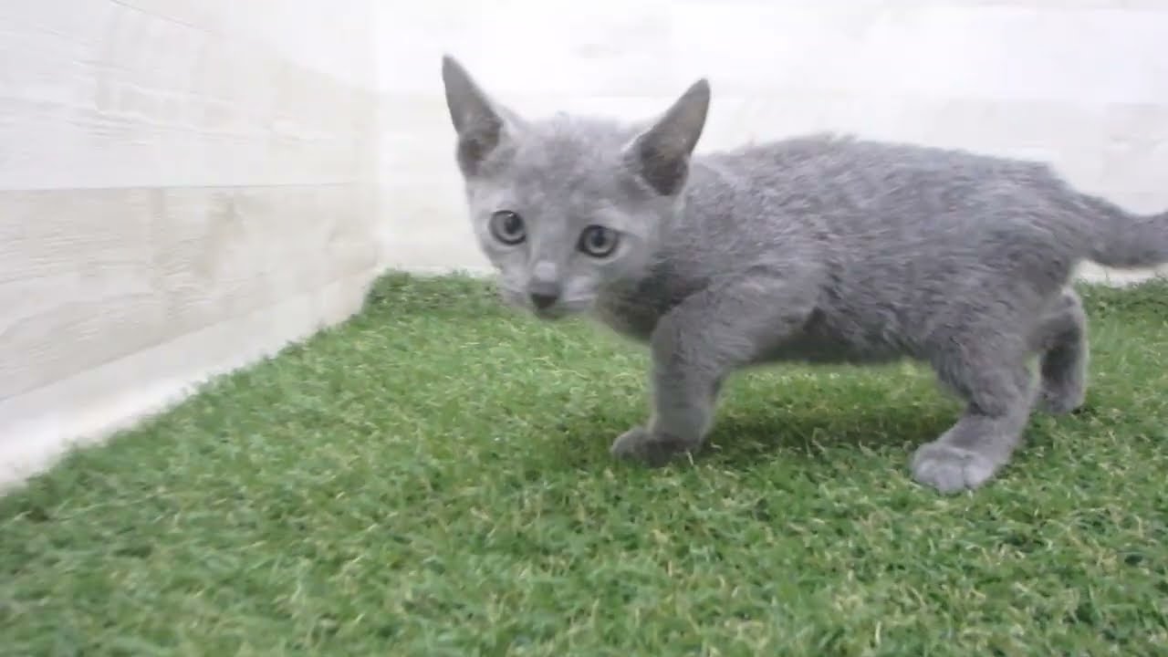 Coo&RIKU　No00670326 ロシアンブルー