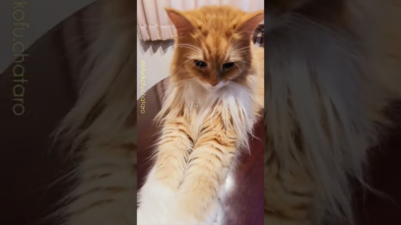 もふスフィンクス⁉️白手袋が長いね～茶太郎君💐