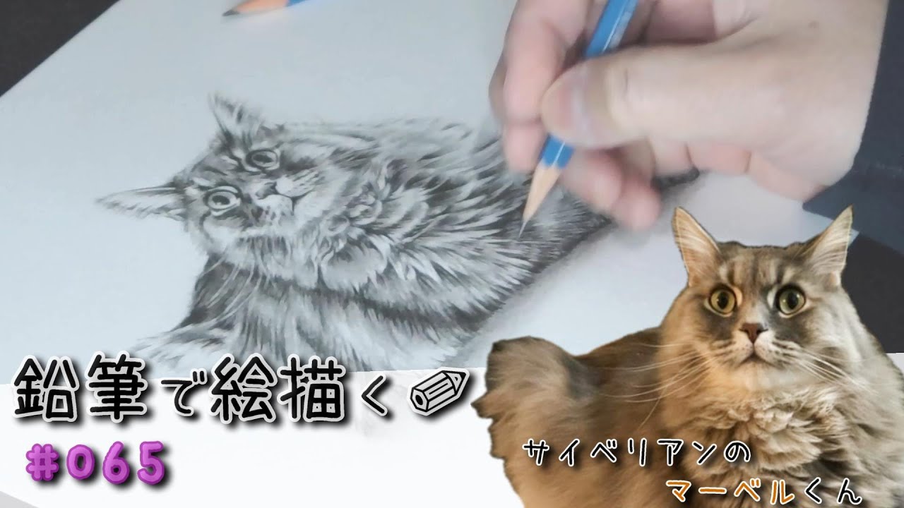 【鉛筆で絵描く✐ #065】 もふもふの身体に綺麗なお顔 サイベリアンの男の子 [超絶かわいい動物たちの癒し絵] #painting #pets #cats #pencil #cute