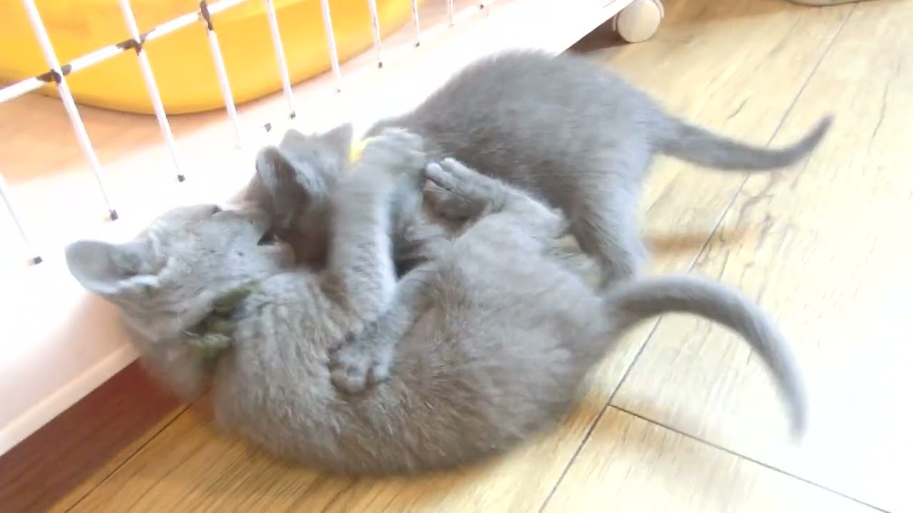 ロシアンブルー 人懐こく元気な子