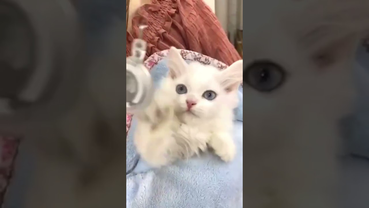かわいすぎる子猫を飼った気になれる動画🐱#shorts