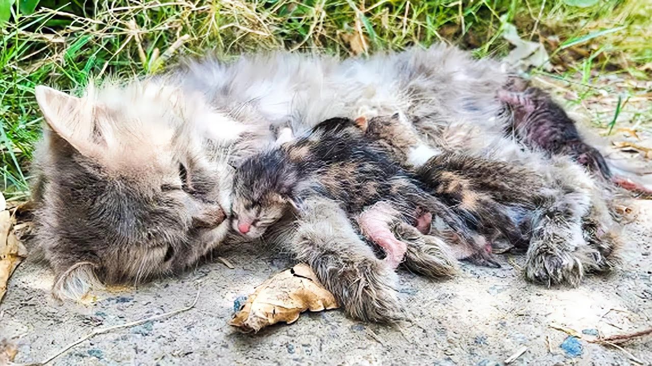 泣きながら通行人に助けを求めた母猫。子猫に授乳するために最後の力を振り絞って、母性愛の偉大さに涙がこぼれる【感動】