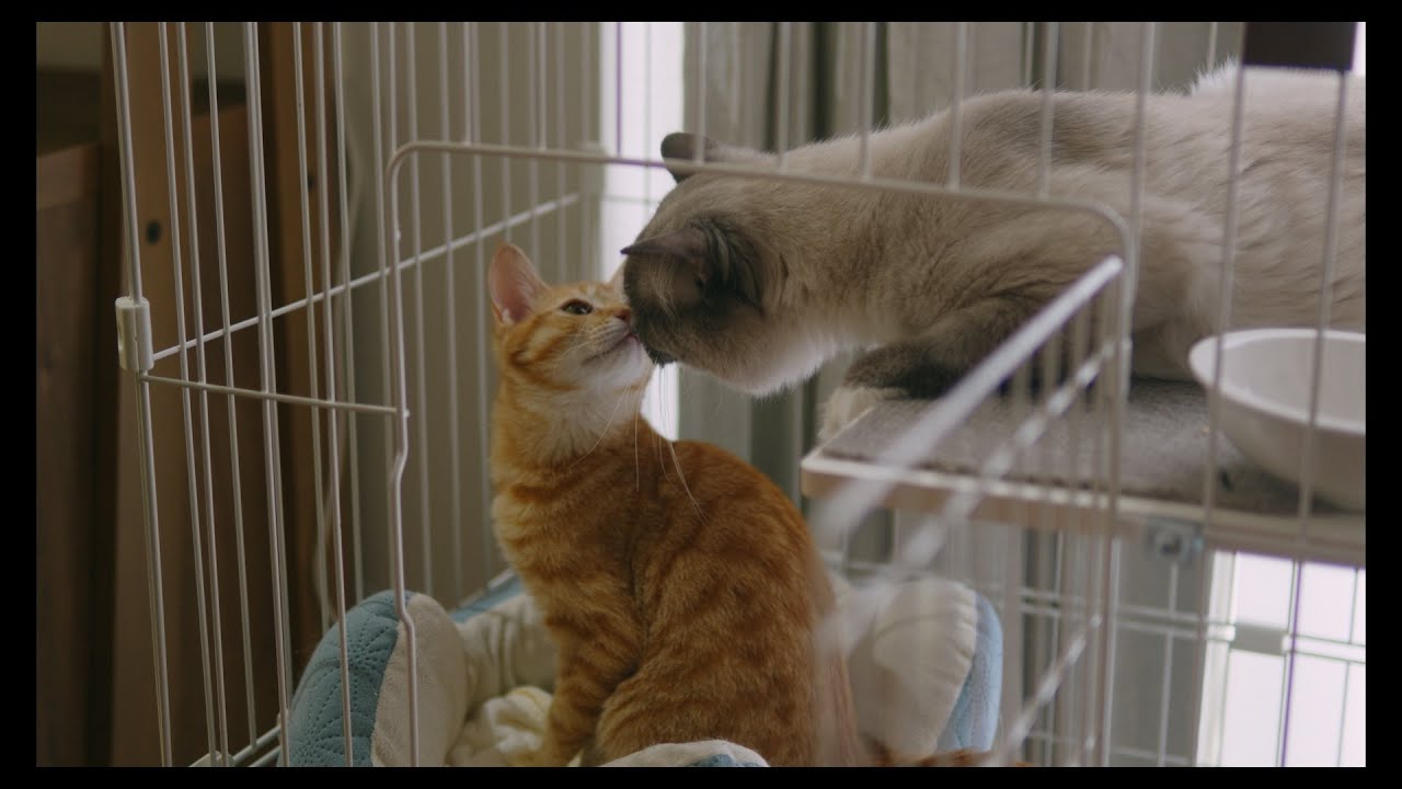 ちゅっ　#猫 #ラグドール #ragdollcat