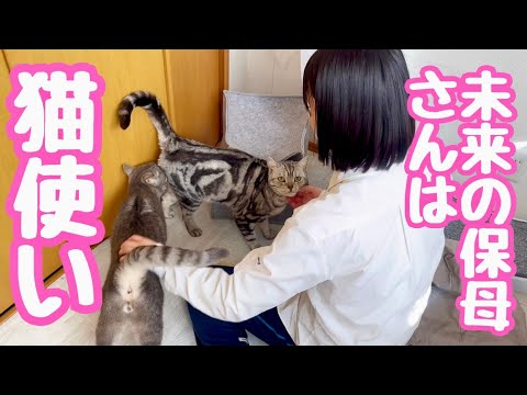 未来の保母さんは猫使い！ #猫 #マンチカン