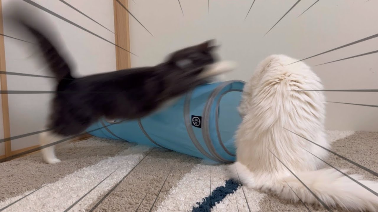 【空中戦！】身体能力が高いターキッシュアンゴラ同士のバトルがこちらwww