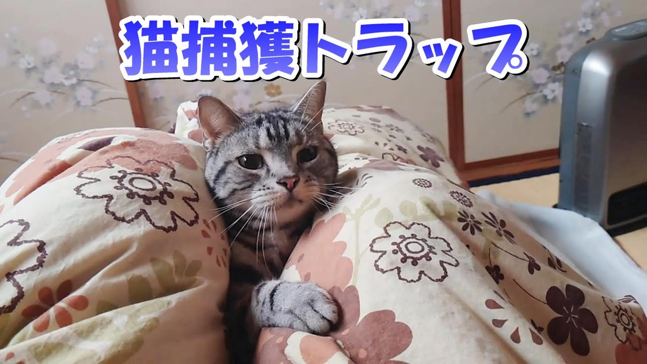 猫捕獲おふとんトラップ（アメリカンショートヘア）