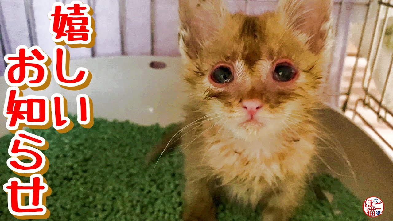 【子猫 保護】嬉しいお知らせです