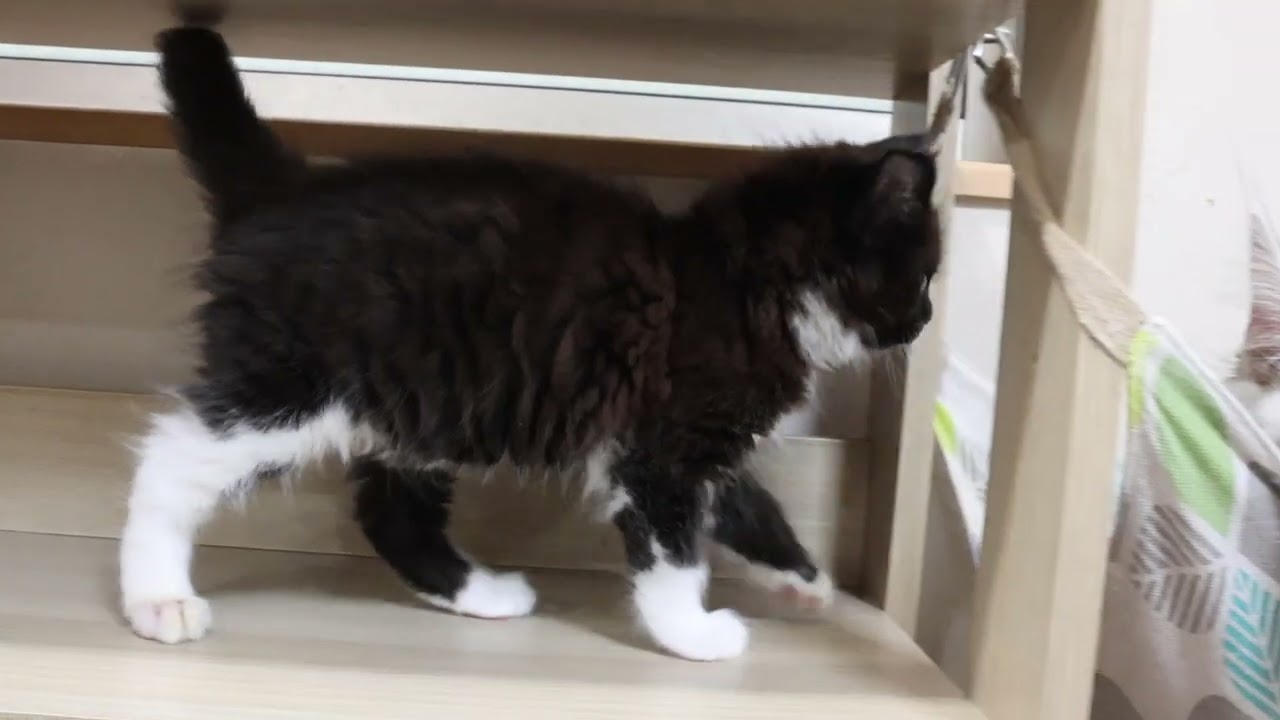 生後63日のメインクーン子猫ペロ君