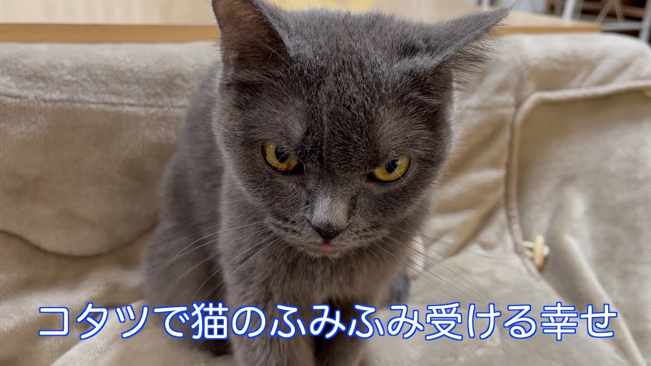 コタツで猫のふみふみ受ける幸せ