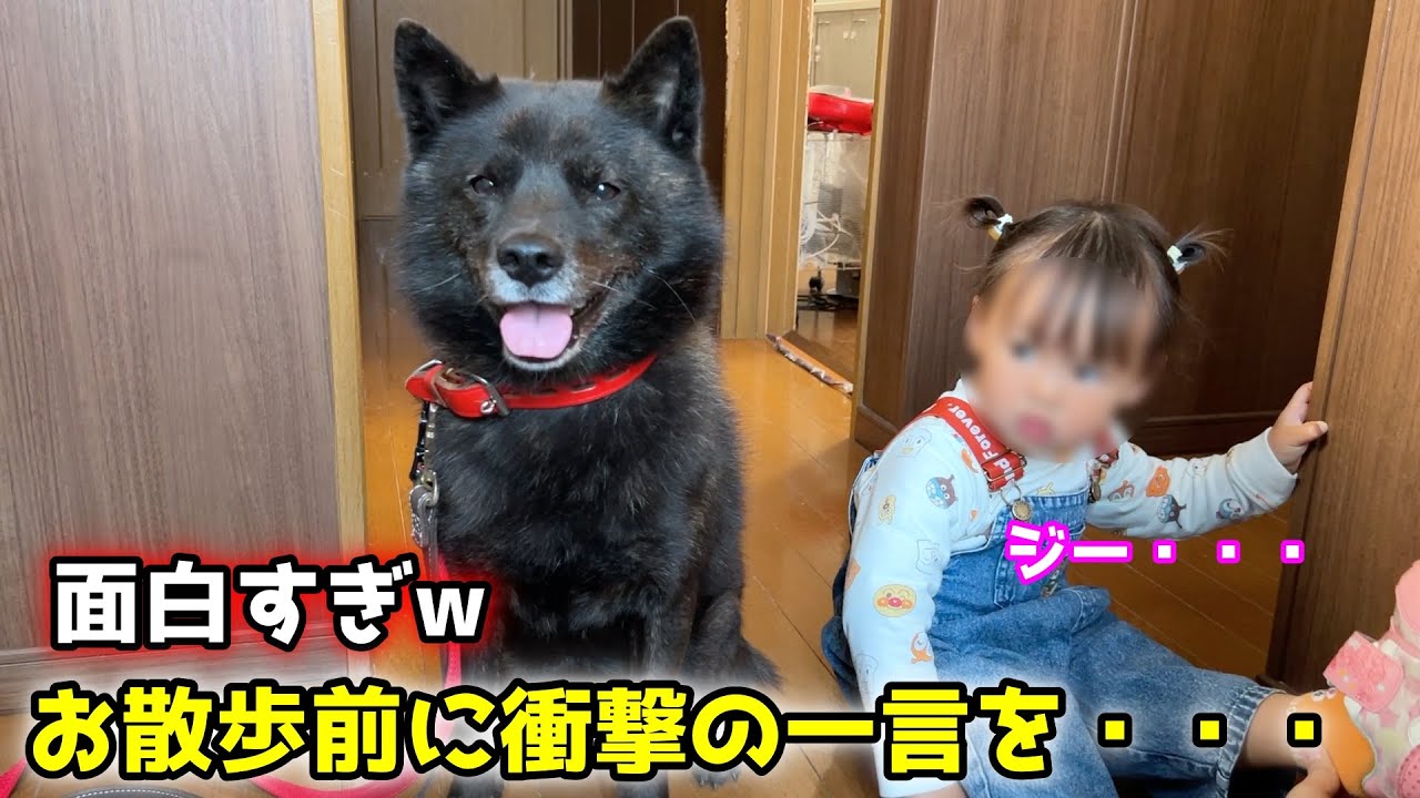 散歩前のやりとりが面白すぎるw【甲斐犬一休と猫のしずくと僕のチャンネル】